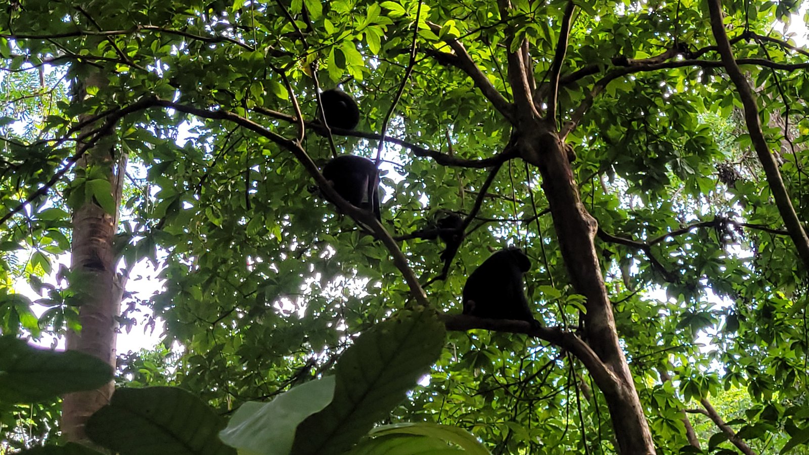 Sekelompok Yaki di atas pohon, di Taman Wisata Alam Batu Putih, Bitung
